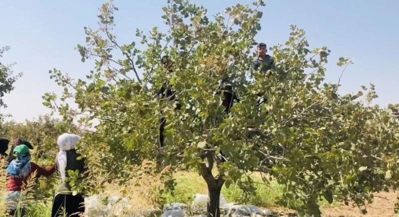 (Özel) Türkiye’nin en büyük işletmesinde fıstık hasadı başladı
