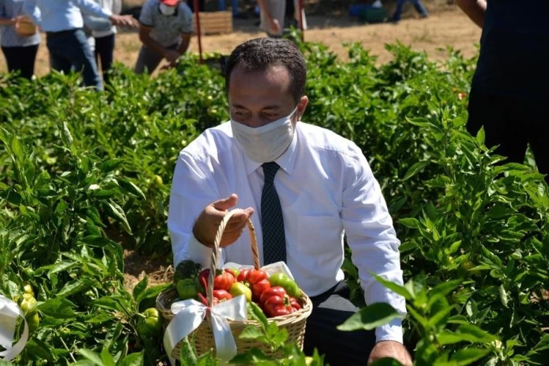 Osmanlı’dan miras ’Kamber’ biberinin hasadı başladı
