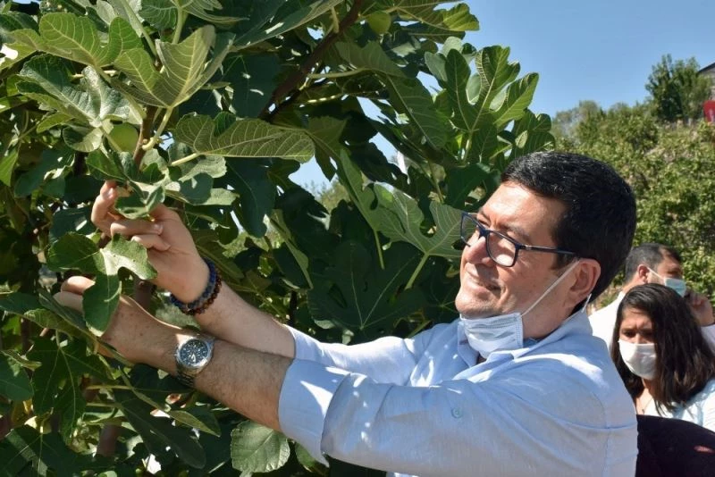 Dalaman’da ‘Kaya inciri’ hasadı
