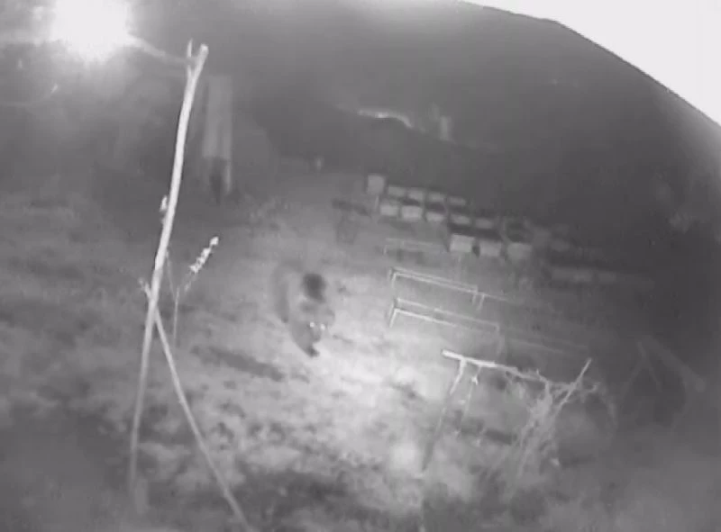 Aç gözlü ayı güvenlik kamerasına yakalandı
