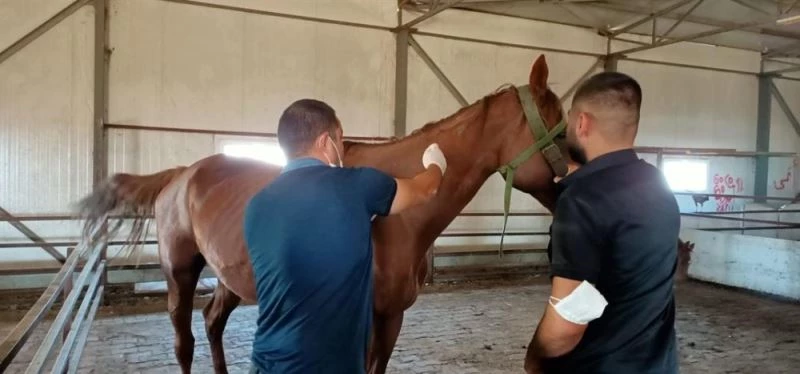 Tek tırnaklı hayvanlar kayıt altına alınıyor
