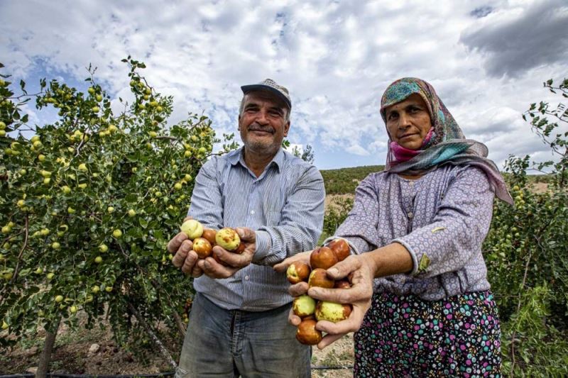 Demirci Ormanı hünnap ile şifa ve gelir kaynağı olacak
