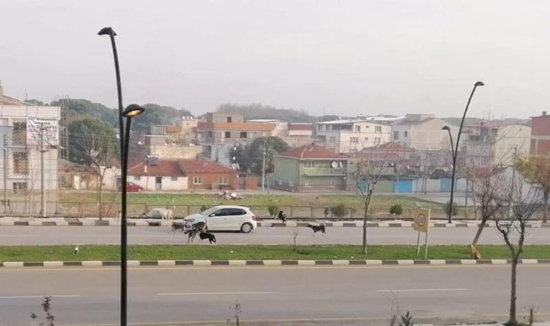 Sürücülerin sokak köpekleriyle imtihanı
