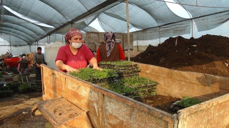 Susuzluğa dayanıklı hazır çim büyük rağbet görüyor, metrekaresi 20 liradan satılıyor
