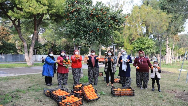 Turunçlar reçel olup sofralara gelecek
