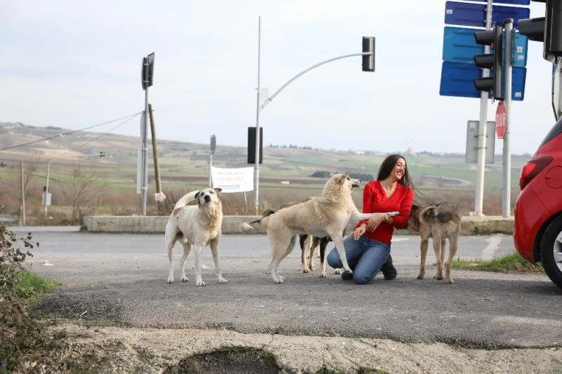 THY’de görevli kabin memurundan sokak hayvanlarına yardım
