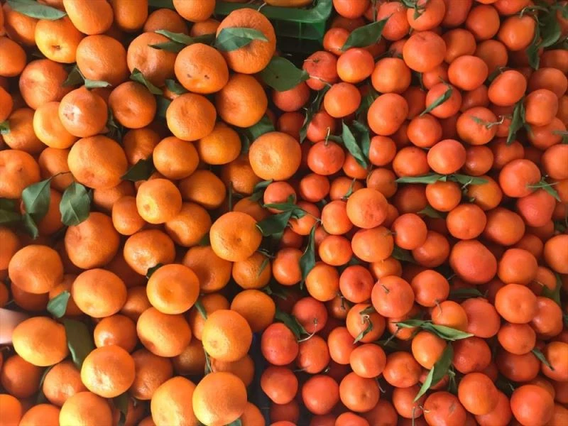 Turunçgil ihracatından 2020