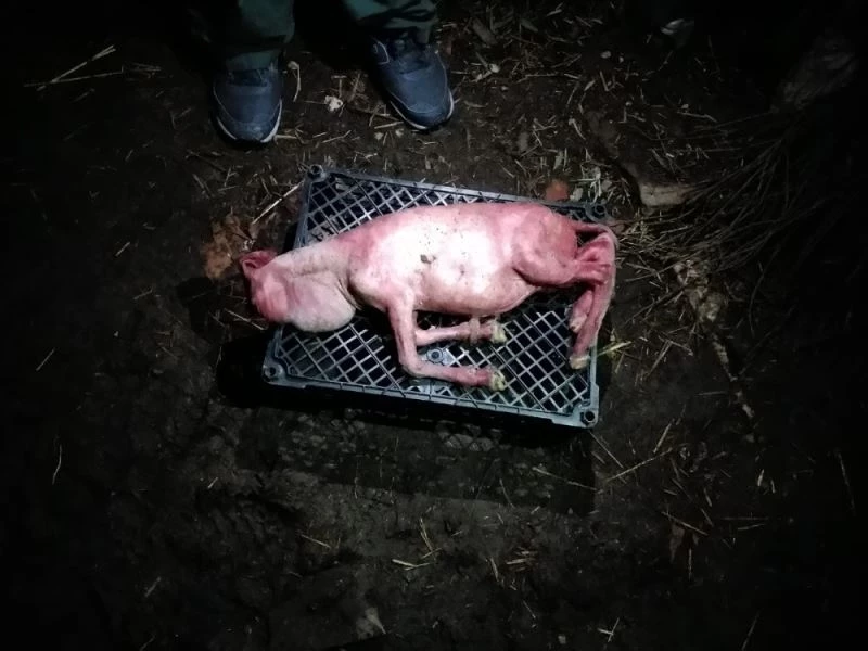 Tekirdağ’da şaşkınlık veren ikiz kuzular...Biri tüysüz ve yüz kısmı gelişmeden doğdu
