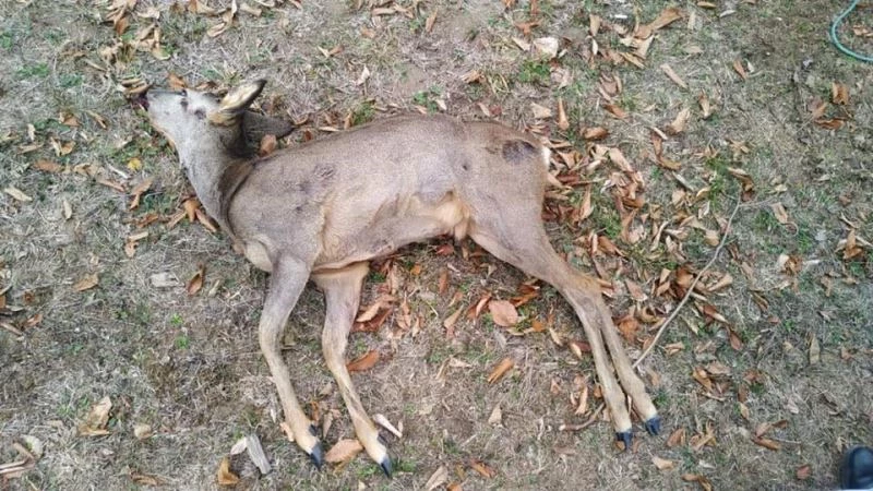 Sokağa çıkma kısıtlamasında karaca avlayanlara ceza yağdı
