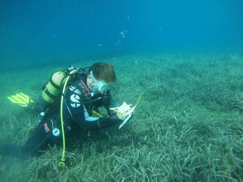 BM desteğiyle deniz çayırları için mücadele ediyorlar
