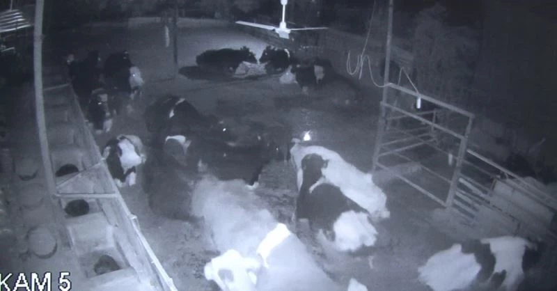 Depremde korkan hayvanlar yerlerinden fırladı
