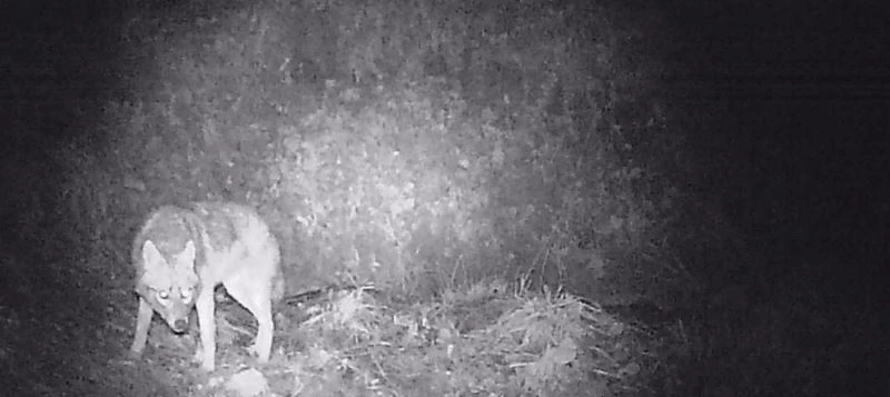 Bilecik’te fotokapanlar sayesinde yaban hayat hakkında bilgi toplanıyor
