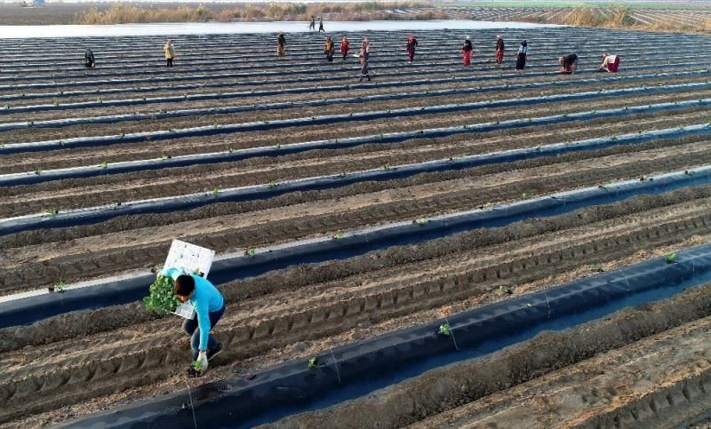 Tescilli Adana karpuzunda fideler toprakla buluştu
