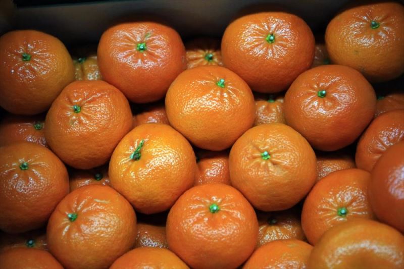 Doğu Akdeniz turunçgil ihracatında zirvede