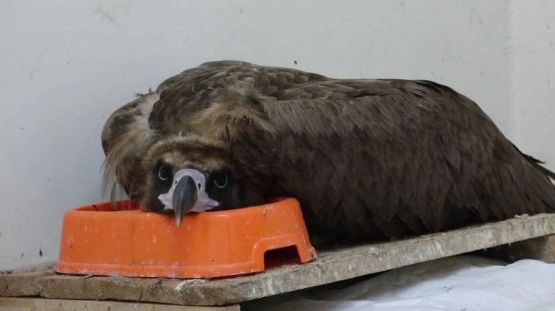 Soyu azalan Kara Akbaba, bitkin halde bulunup, koruma altına alındı
