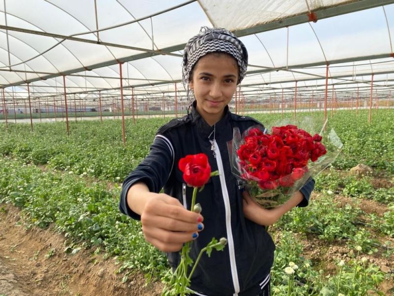 Aksu’da şakayıklar çiçek açtı ihracat başladı
