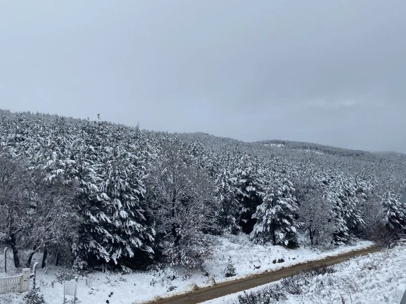 Beyaz örtülü çam ağaçları büyüledi
