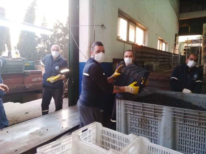 Erdek’te zeytin alımları sona erdi
