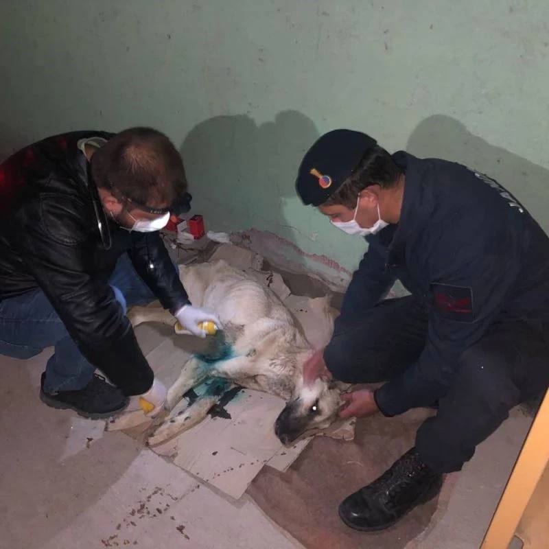Yaralı köpeği tedavi ettiren jandarma koruma altına aldı
