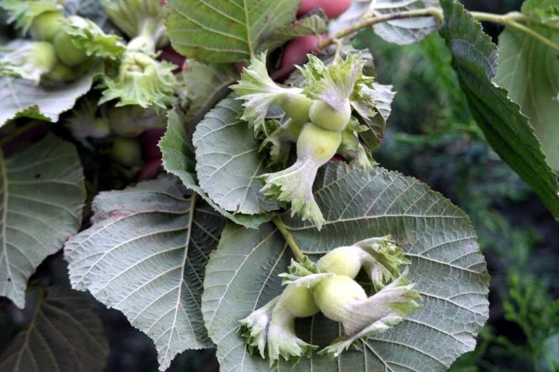 Fındığı bekleyen gizli tehlike
