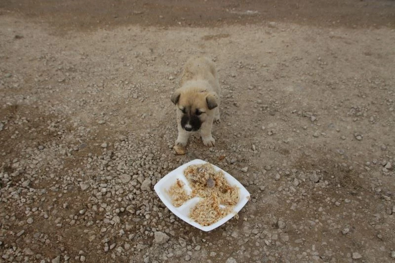 Eğitimcilerden sokak hayvanlarına yardım eli
