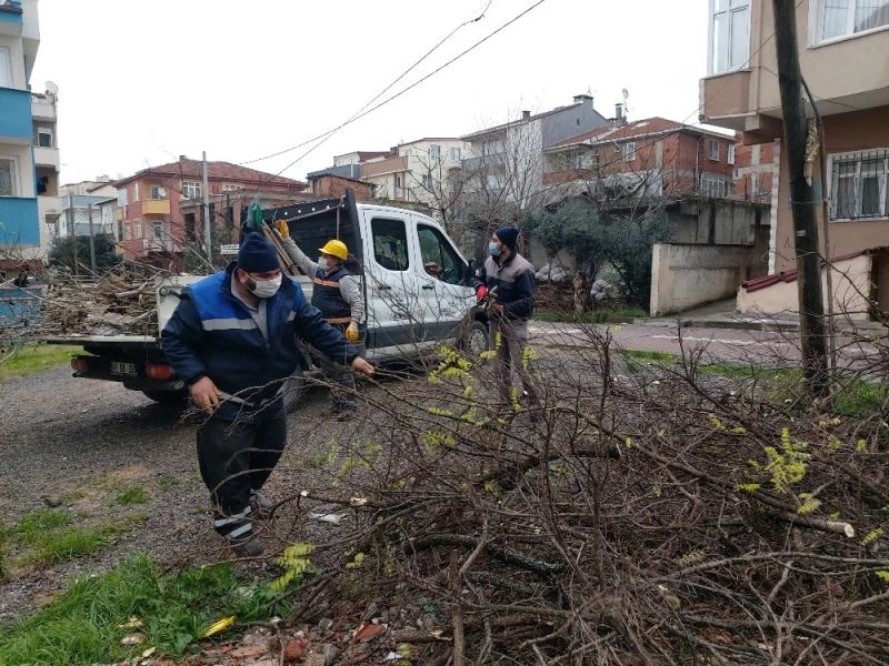 Darıca’da mevsimsel ağaç budama çalışmaları devam ediyor
