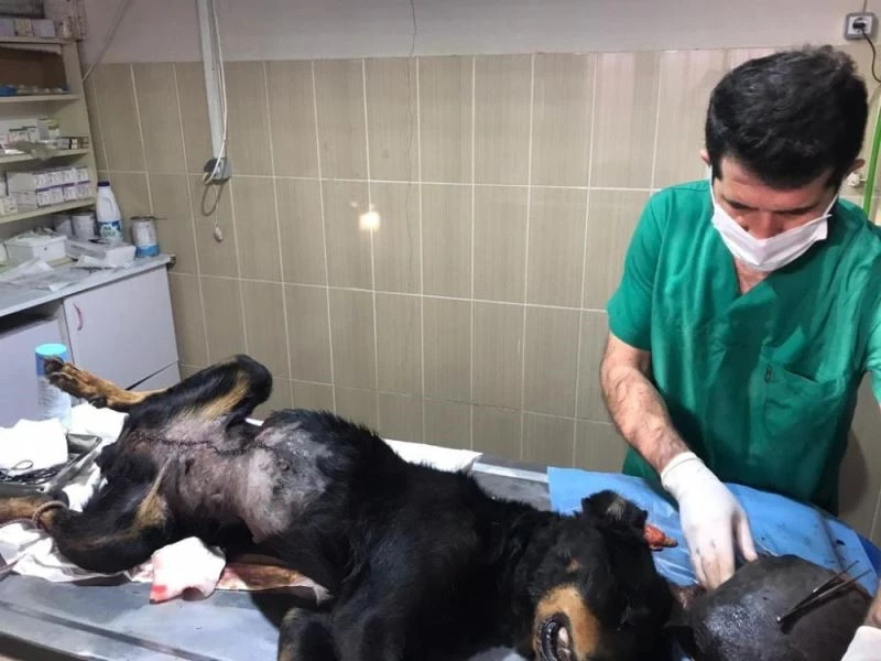 Bir yılda bin 832 sokak hayvanı sağlığına kavuşturuldu
