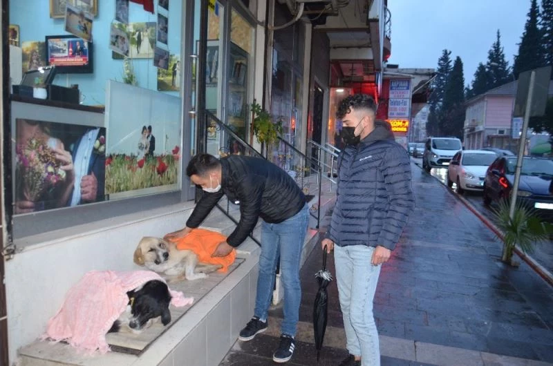 Evden getirdiği şallarla sokakta yatan köpeklerin üzerini örttü
