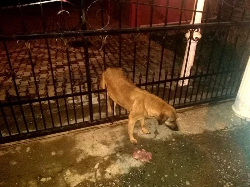 Kapı korkuluklarından geçemedi, itfaiye kurtardı
