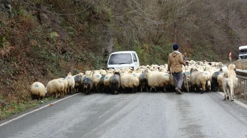 Havalar sıcak gidince yaylaya çıkmışlardı, havalar soğuyup kar gelince tekrar köylerine indiler
