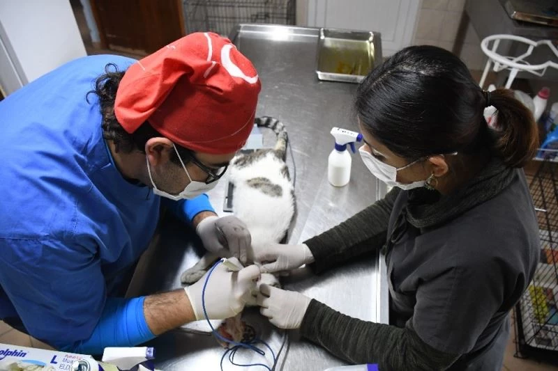 Kemer’de bir ayda 25 hayvan sahiplendirildi
