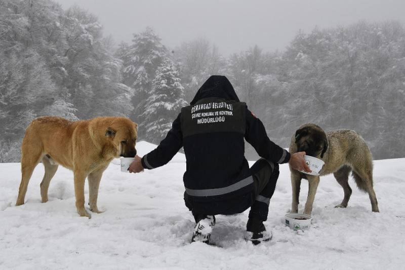 Yavru köpekler donmaktan kurtarıldı
