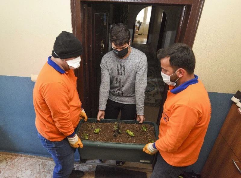 Muratpaşa Belediyesi’nden saksıda marul,maydonoz ve fesleğen dağıtımı

