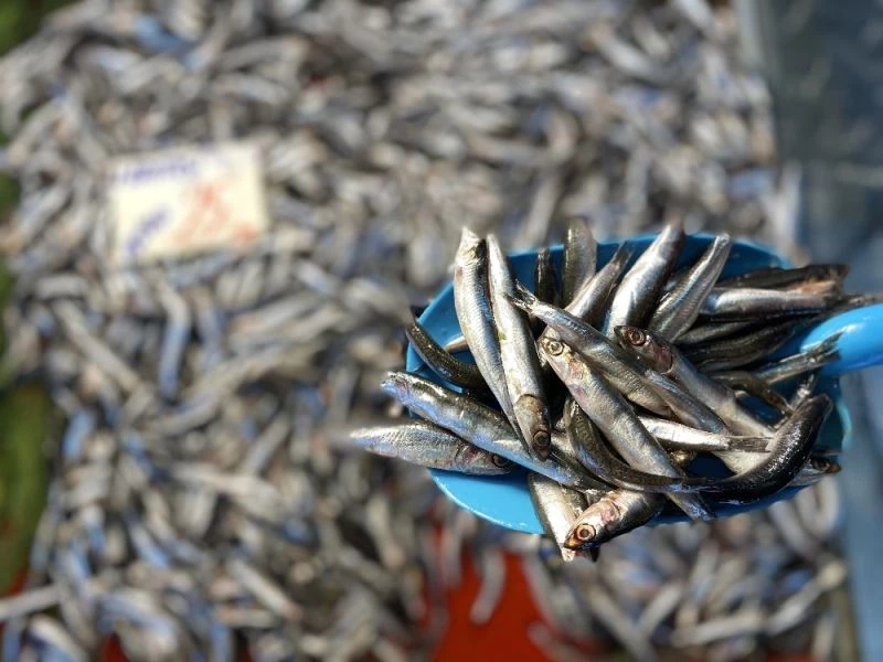 Avlanma yasağı vatandaşların hamsi özlemini arttırdı
