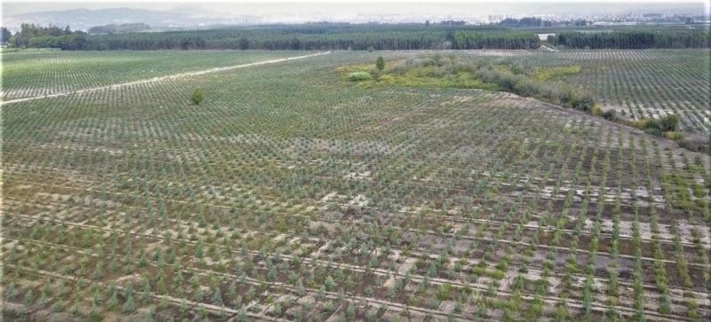 Mersin’de 2020 yılında bin 200 hektar alan ağaçlandırıldı
