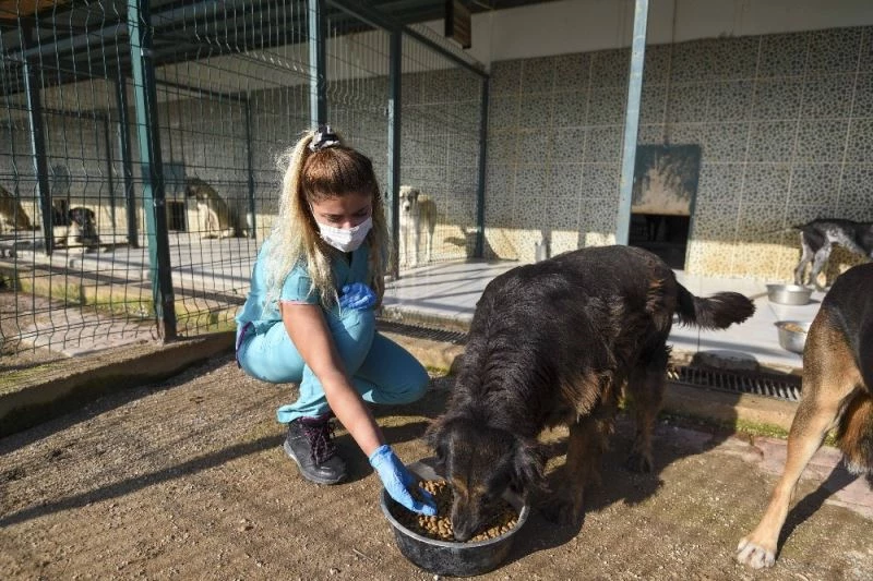 Muratpaşa Belediyesi’nden sokak kedileri için ameliyathane

