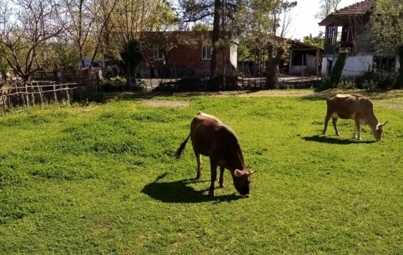 Samsun’da hırsızlar merada otlayan inekleri çaldı
