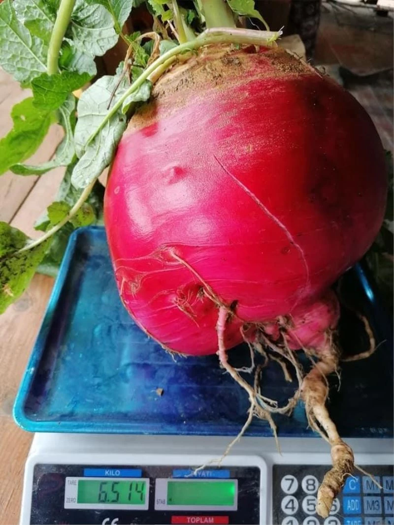 6,5 kiloluk turp şaşırttı
