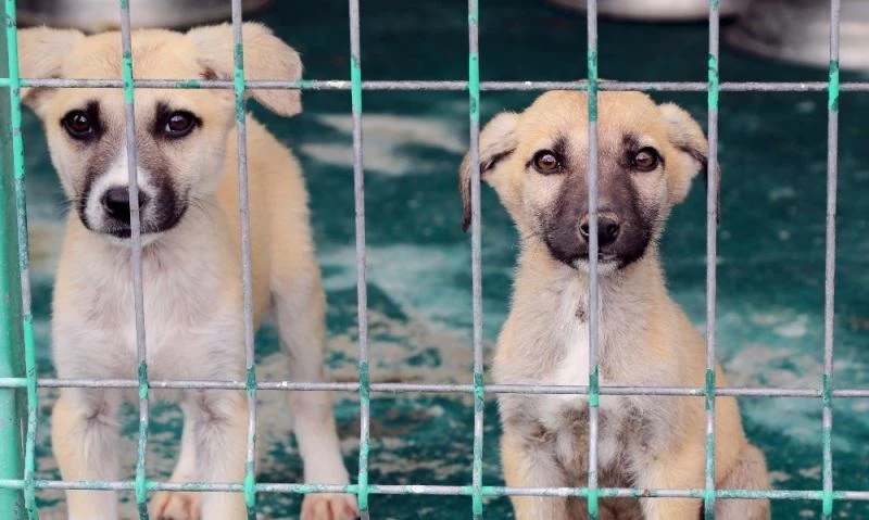 Satın alma sahiplen
