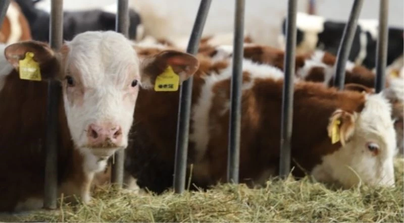 Buzağı ölümlerinin engellenmesi projesinde 3. dönem başladı
