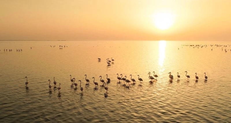 Doğa harikası lagün, hem flamingoları hem de fotoğrafseverleri ağırlıyor
