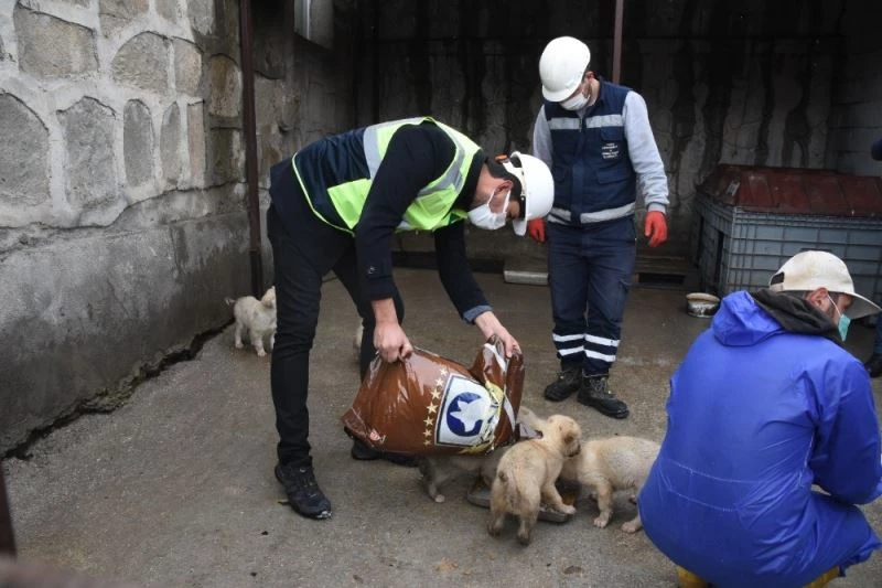 Arızayı gideren ekiplerin hayvan sevgisi
