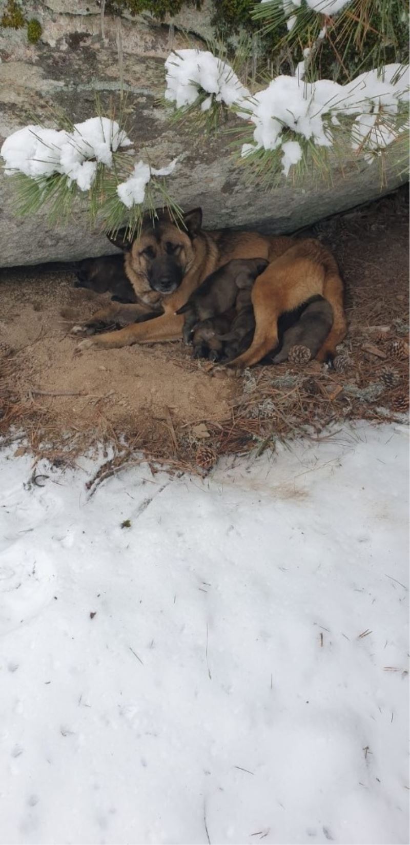 Kurt köpeği yavruları donmaktan son anda kurtarıldı
