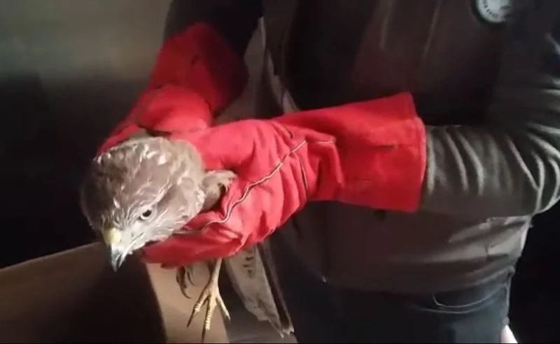 Belediye personelinin uçamaz halde bulduğu şahin, koruma altına alındı
