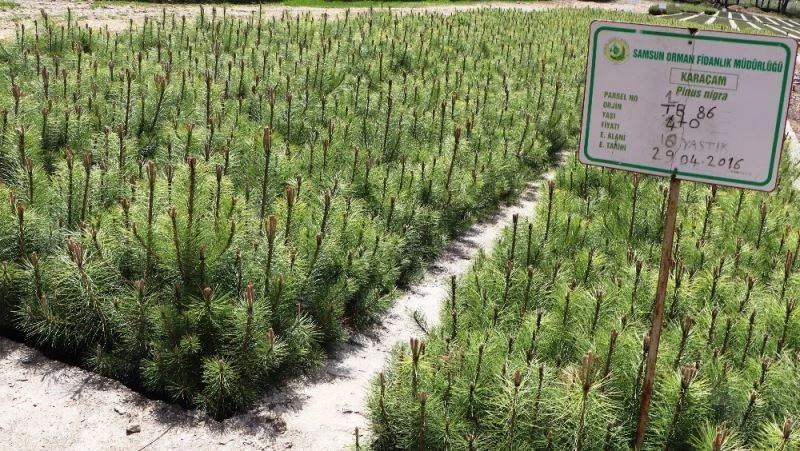 Amasya OBM 2020’de 7 milyondan fazla fidan üretti
