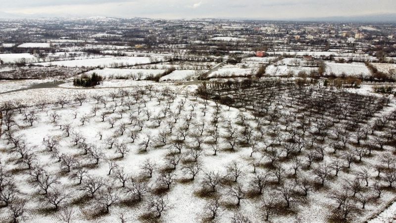 Malatya’da kayısı ağaçlarına beyaz gelinlik
