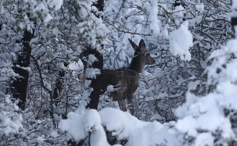 En şanslı geyikler...Üniversite bakıyor, milli parklar besliyor
