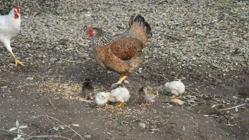 Tavuk kış ortasında civciv çıkardı
