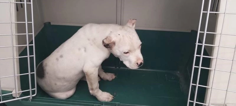 Kulakları kesilen Pitbull tedavi altına alındı
