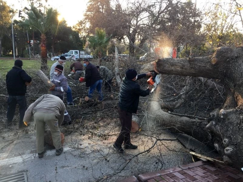 Dev çınar rüzgara dayanamadı
